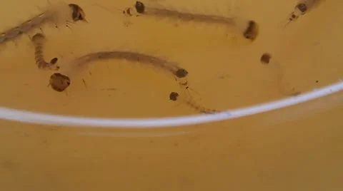 Close up of mosquito larva Stock Footage 40890603