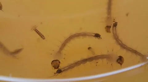 Close up of mosquito larva Stock Footage 40890636