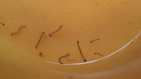 Close up of mosquito larva Stock Footage 40890682