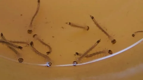 Close up of mosquito larva Stock Footage 40890773