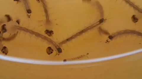 Close up of mosquito larva Stock Footage 40890882