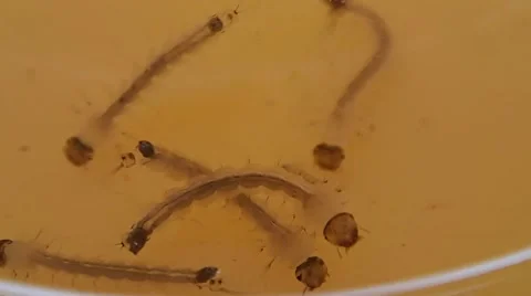 Close up of mosquito larva Stock Footage 40890974