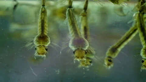 Close up mosquito larva Stock Footage 74685110