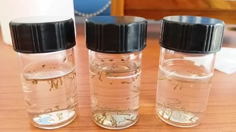 Close Up Of Mosquito Larvae In Sample Cells Видео 335473239