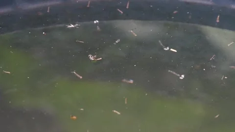 Close up of mosquito larvae in water Stock Footage 307557592