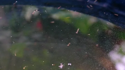 Close up of mosquito larvae in water Stock Footage 307557680