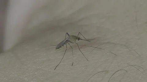 Close up of mosquito on man's hand Video stock 68702857