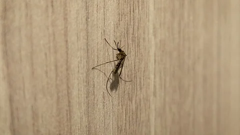 Close up of mosquito resting on wall surface with shadow detail Stock Footage 332615225