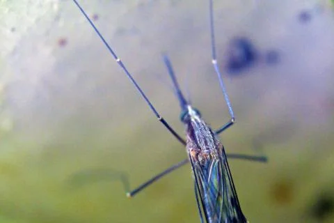 Close-up of a mosquito, Selective Focus. insectophobia, Infection threat concept Foto stock