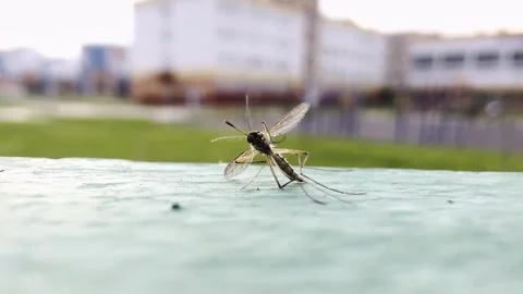 Close-up of mosquito with translucent wings and long legs resting on textured Stock Footage 335762994