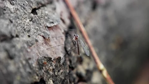 Close up mosquito on tree bark, slender insect perched against textured trunk Stock Footage 321371022