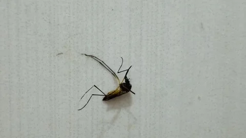 Close-up of a Mosquito on a Wall Stock Footage 311354150