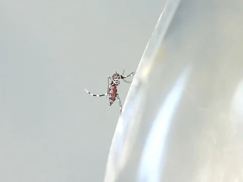 Close up mosquitoes Cannot fly because blood fulfill Stomach ,Dengue concept Video stock 76991452