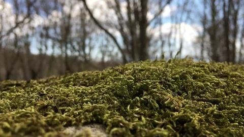 Close up of moss in 4k Stock Footage 75171833