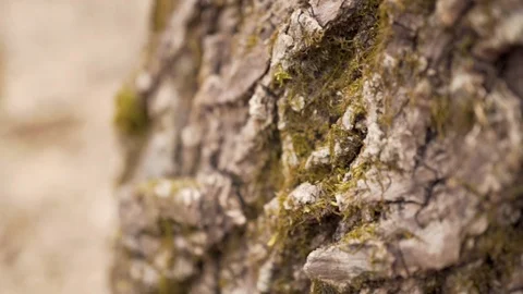 Close up moss and aged bark on detailed old tree in the forest Stock Footage 105535984