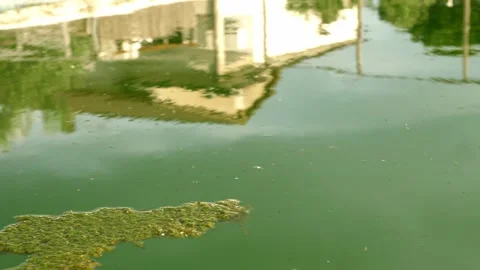Close-up of moss and algae in dirty pool water Stock Footage 307837191