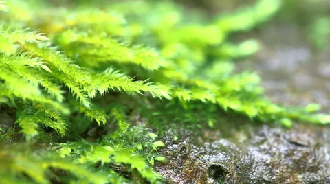 Close Up Moss And Ground With Sharpness Shift Video stock 37605577