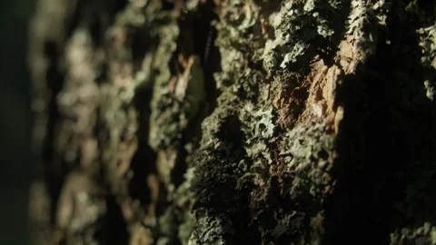 Close-up of Moss and Lichen on Tree Bark Stock Footage 288902521