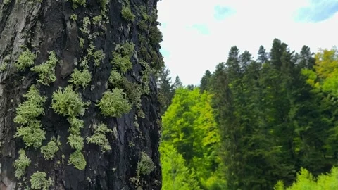 Close-Up of Moss and Lichens on Tree Bark in Lush Mountain Forest Video stock 312725892