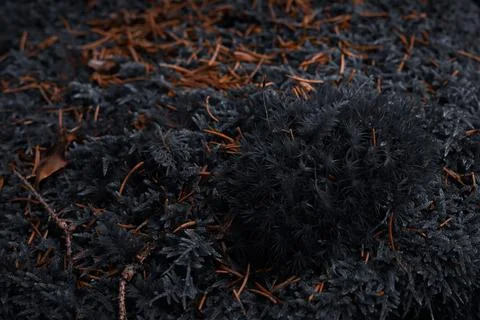 Close-Up of Moss and Pine Needles in Forest Stock Photos