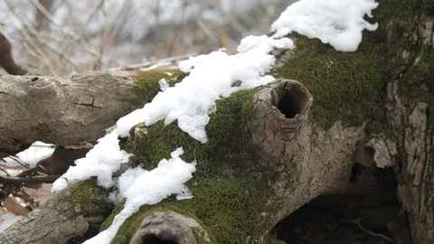 Close up moss and snow covered dead tree trunk 스톡 동영상 104311665