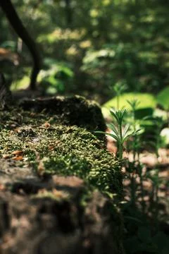 Close-up of moss and tiny plants growing on an old tree log in a sunlit for.. Stock Photos