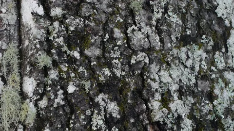 Close up of moss and tree bark Stock Footage 99116856
