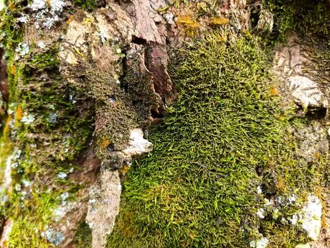 Close-Up of Moss and Tree Bark Texture Fotos de archivo