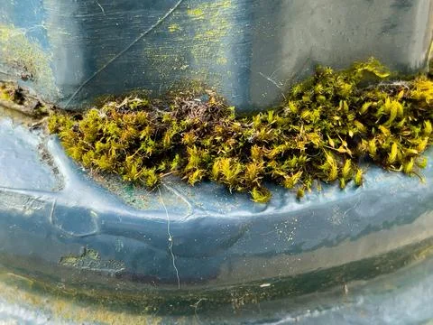 A close-up of moss on the base of a lamppost. Stock Photos