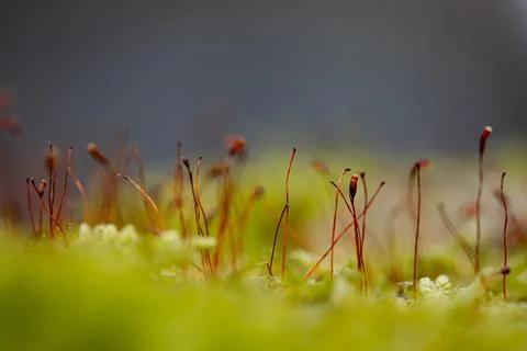 Close up of moss with blurred background. Shallow depth of field. Stock Photos