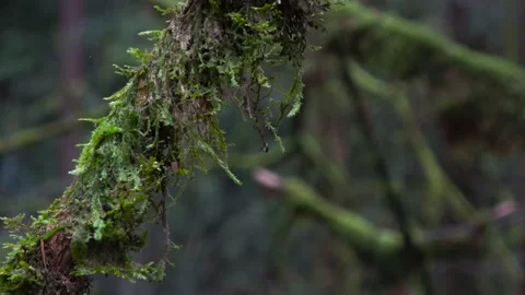Close up of Moss on a branch Stock-Footage 147234446