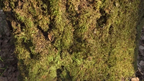 Close-up of moss on brown forest tree bark. Big tree trunk 스톡 동영상 109239357