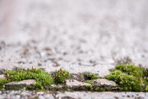 Close up moss on a concrete Stock Photos