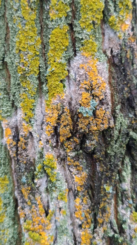 Close-up of moss-covered bark Stock Footage 321615225