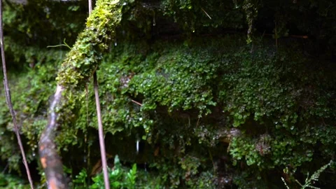 Close up of moss covered branch in lush forest Stock Footage 335883484