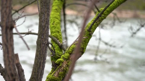 Close up of moss covered branches with flooded river in the background Stock Footage 263629698