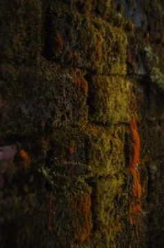 Close Up of a Moss Covered Brick Wall Surface Stock Photos