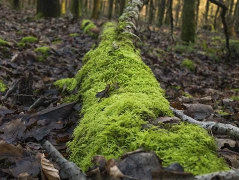 Close-up moss-covered fallen birch log on forest floor with brown leaves an.. Stock Photos