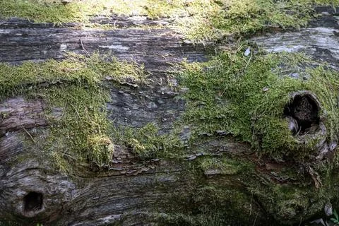 Close-up of a moss-covered fallen tree trunk with intricate textures and a .. Fotos de archivo