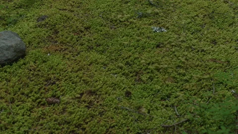 Close up of moss covered ground - Mt Hood National Forest in Oregon Stock Footage 232406799