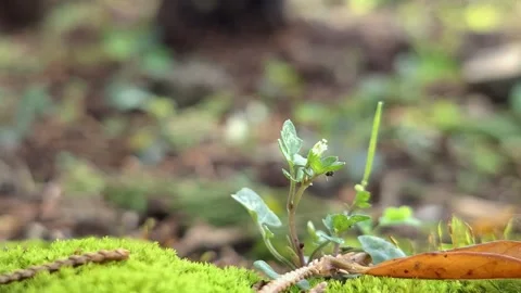 A close-up of moss-covered plants in a forest environment. Stock Footage 301391194