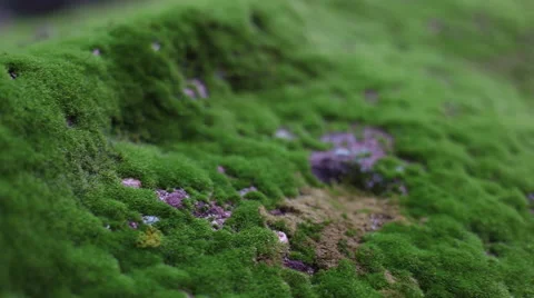 Close up moss covered rock Stock Footage 58201859