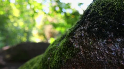 Close-up of a moss-covered rock in a forest with soft green bokeh lights Stock Footage 295138596