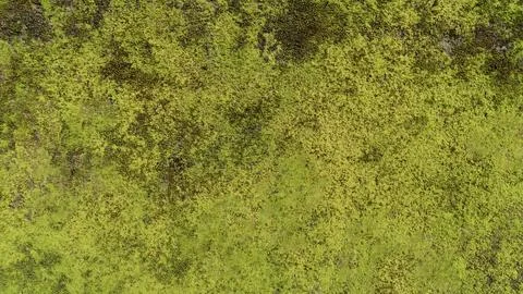A close up of a moss covered rock Stock Photos