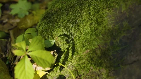 A close-up of a moss-covered rock surrounded by green and yellow leaves. Stock Footage 296701167