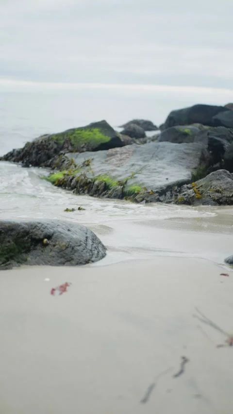 Close-up of moss-covered rocks along the sandy shoreline... Vidéo 317703100