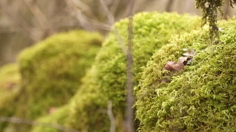 Close-up of moss-covered rocks in a forest. Stock Footage 288830838