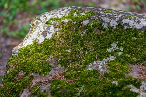 Close-up of moss-covered rocks Stock Photos