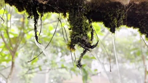 Close-up of moss-covered roots with hanging water droplets in a tropical forest. Stock Footage 338395318