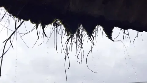 Close-up of moss-covered roots with hanging water droplets in a tropical forest. 库存影片 338395356